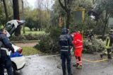 VILLA BORGHESE – Cade un albero per il maltempo. Ferite due turiste